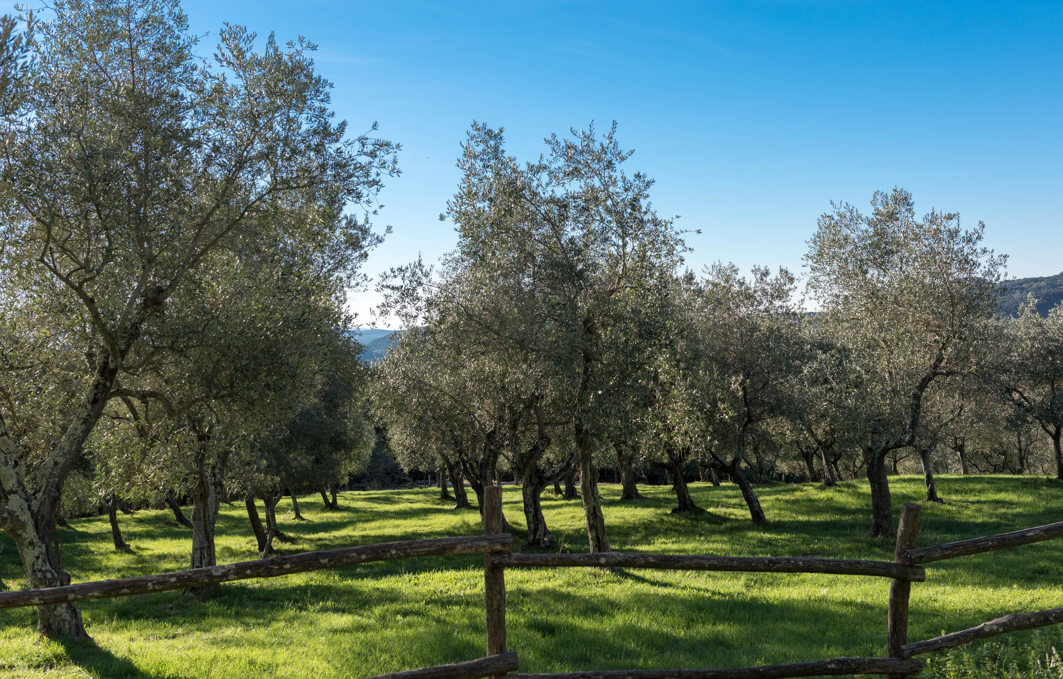 Tenuta La Bandita Sassetta Extérieur photo